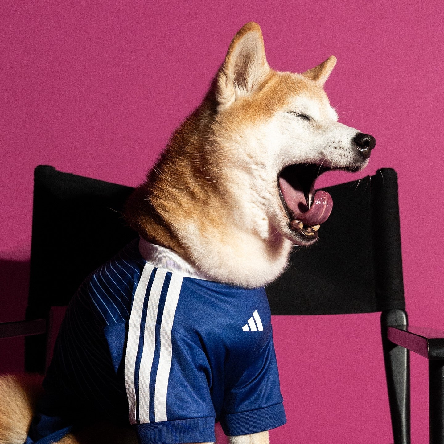 FIFA World Cup Dog Jersey — Nation Pack