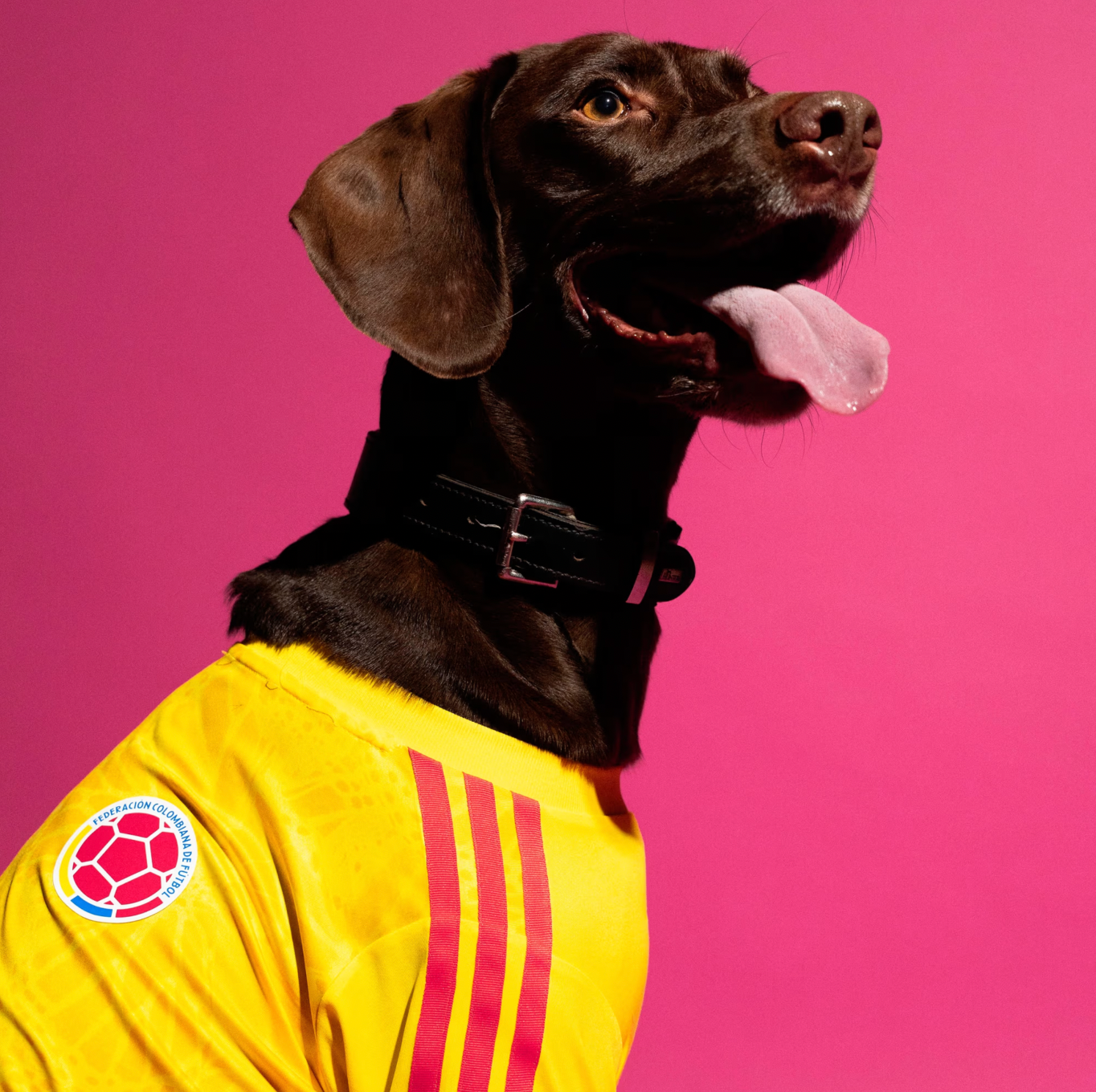 FIFA World Cup Dog Jersey — Nation Pack